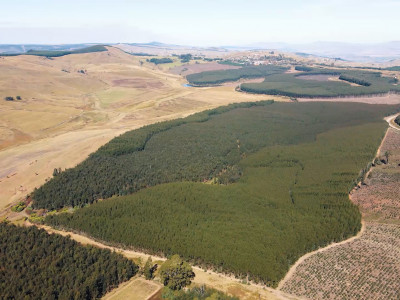 Productive Timber Farms Under the Gavel