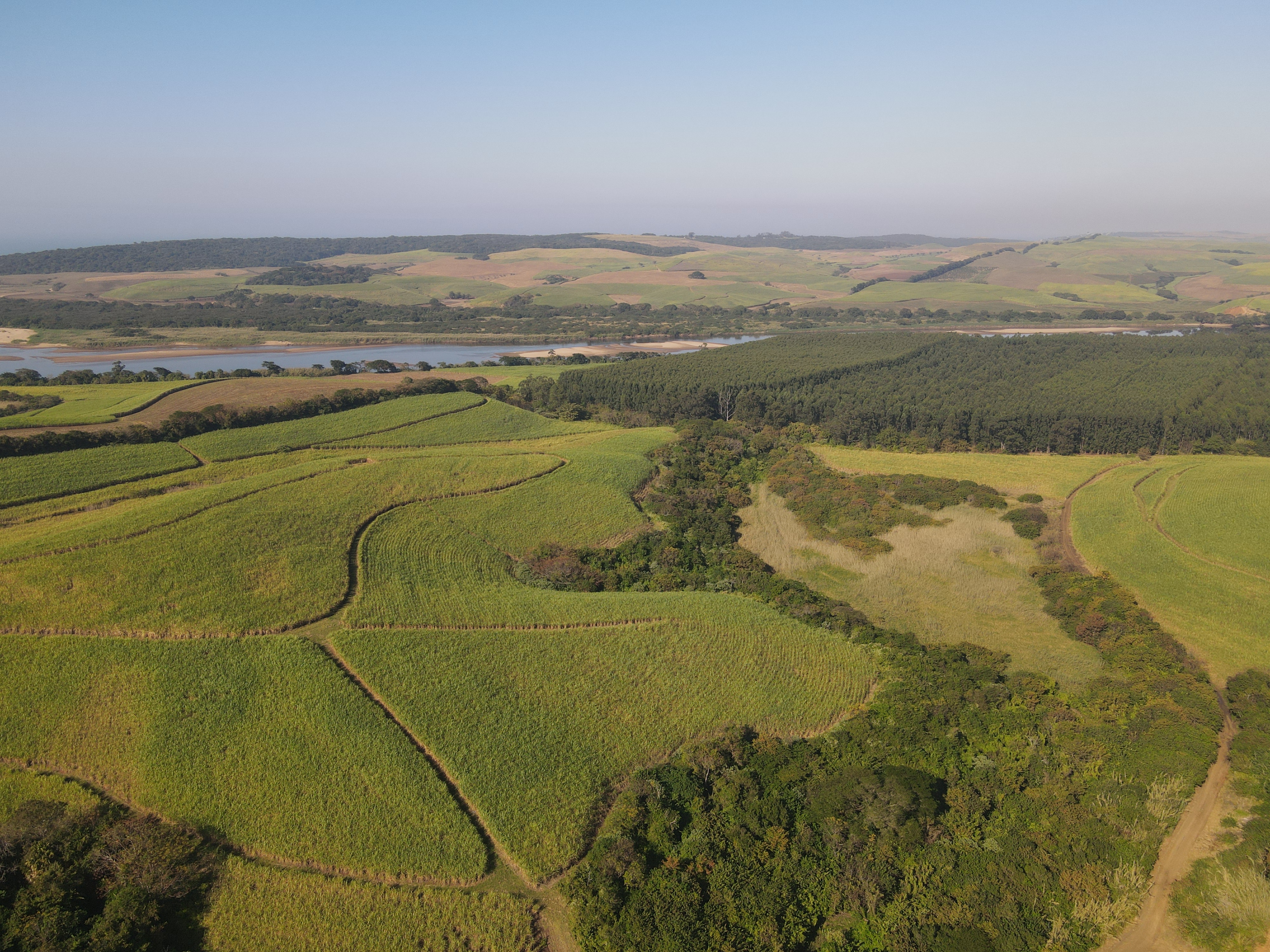 Tugela Sugarcane Farm KZN North Coast