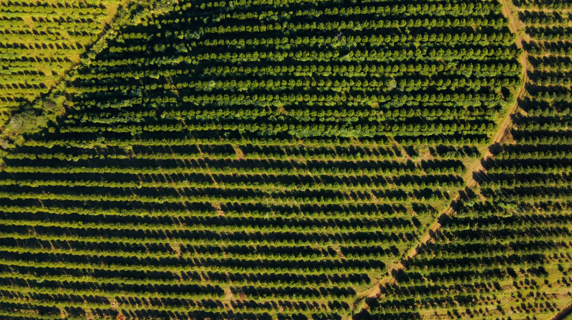 Macadamia & Sugarcane Farm on KZN North Coast Property Images