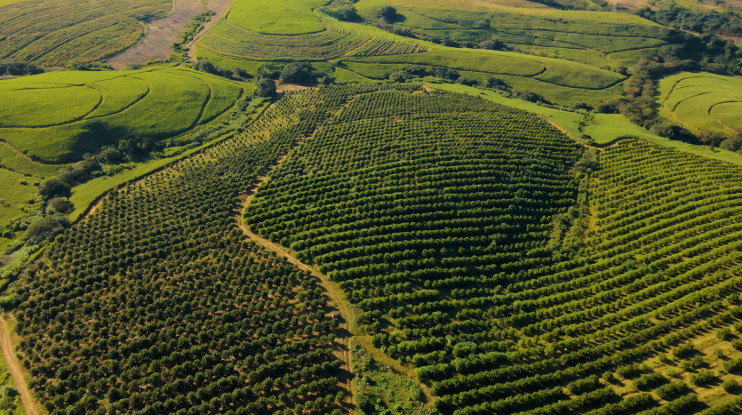 Macadamia & Sugarcane Farm on KZN North Coast Property Lead Image