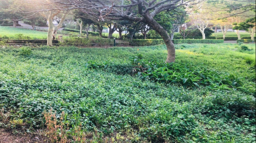 Residential Development Property Zinkwazi, KZN Property Images