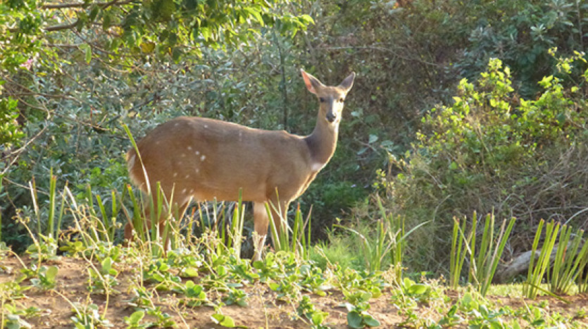 Swing into Paradise: Tee Off & Beach Bliss on KZN's North Coast! Property Images