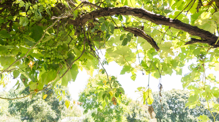 Smallholding in Dargle Valley, KZN Midlands Property Images