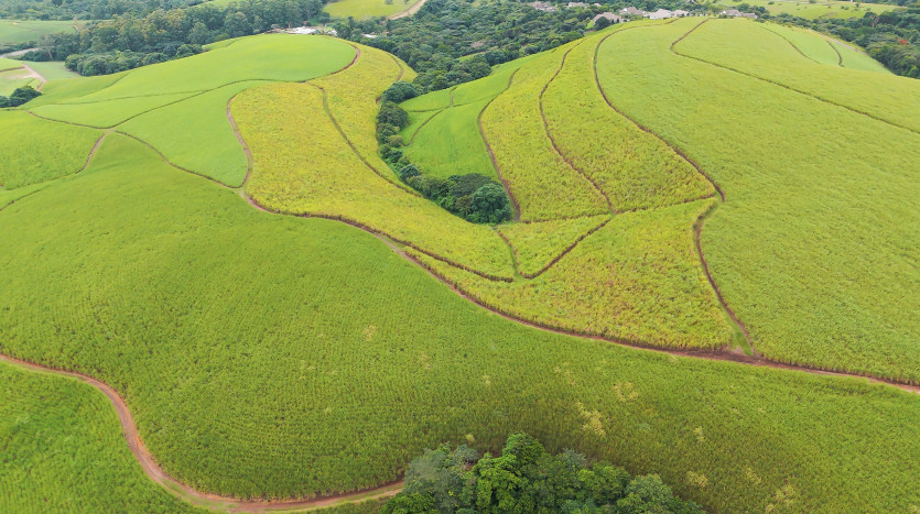 Majestic Cane Farm with Development Potential in Eshowe Property Images