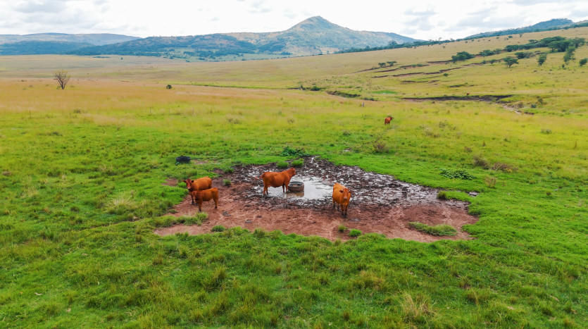 Large-Scale Beef Grazing Farms Property Images
