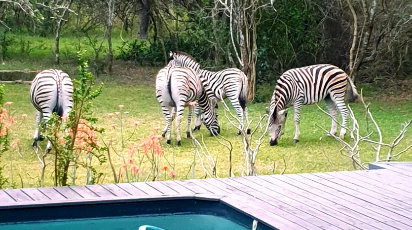 Private Lodge In Well Established Game Park Property Images