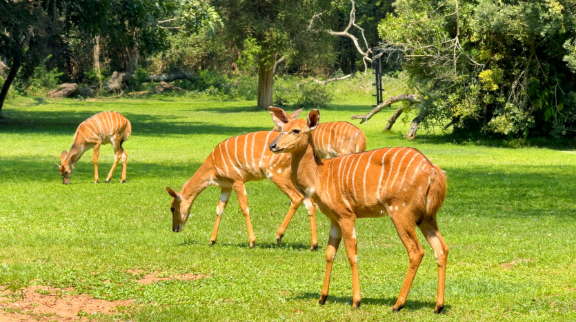 Bushlands Game Lodge Property Images