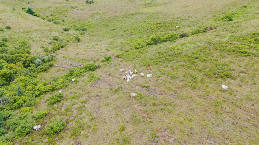 Luxury Country Estate in Mooi River Property Images