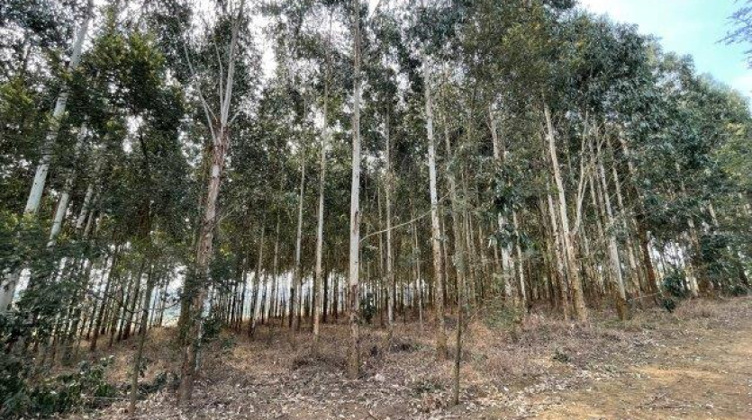 ± 54 Ha Smallholding & Lifestyle Opportunity Property Images