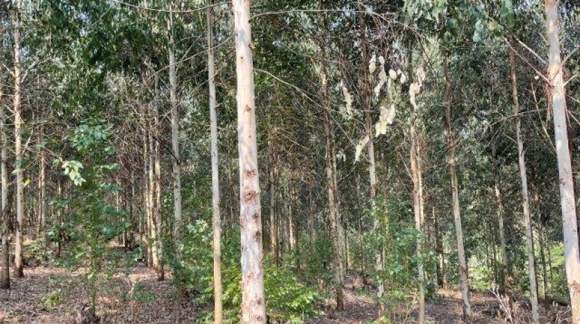 ± 54 Ha Smallholding & Lifestyle Opportunity Property Images